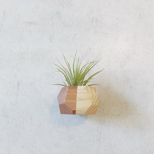 Mini Geo Magnet w/ Air Plant Natural Wood image 1