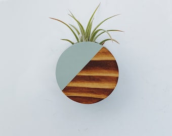 Circle Plant Magnet w/ Air Plant (Dark Walnut)