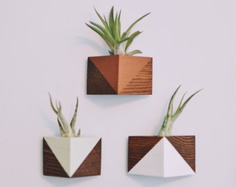 Triangle aimant w/Air plante (noyer teinté)