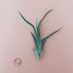 Caput Medusae Air Plant 3-6 image 3