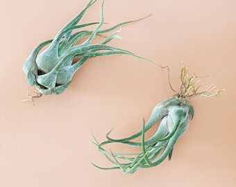 Large Caput Medusae Air Plant 6" - 7"