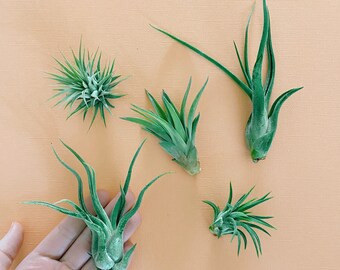 Group of 5 Assorted Small Air Plants 1"-2" (Rubra, Mexico, Caput Medusae, Velutina, Brachycaulos, Guatemala)