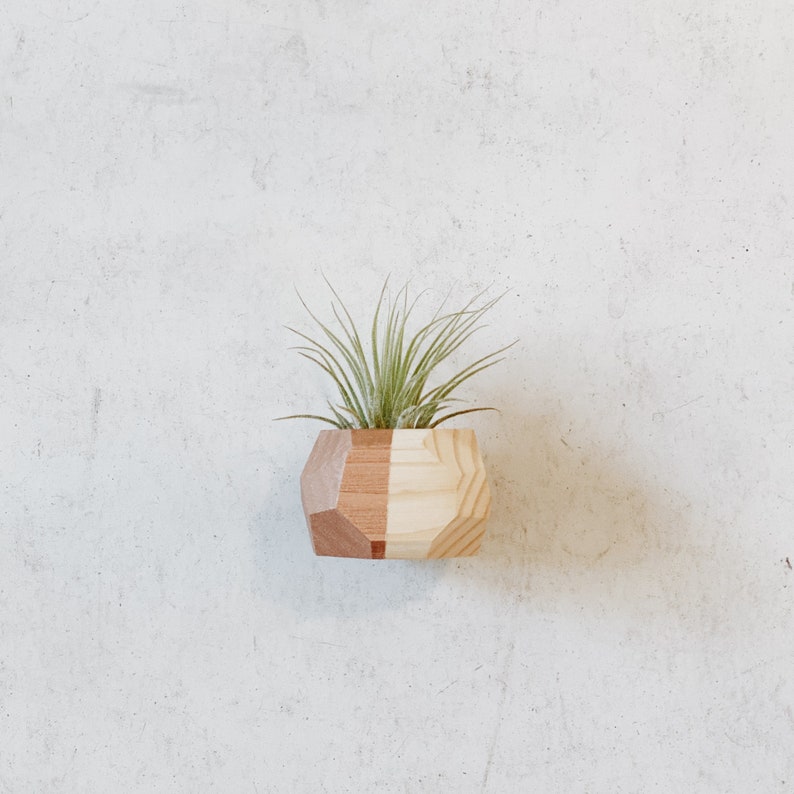 Mini Geo Magnet w/ Air Plant Natural Wood image 3