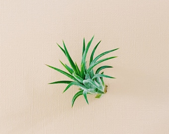 Single Ionantha Air Plant 1-2"