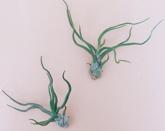 Bulbosa Air Plant 4-5"