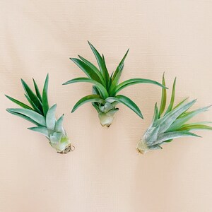 Air Plant for Pineapple Magnets image 3