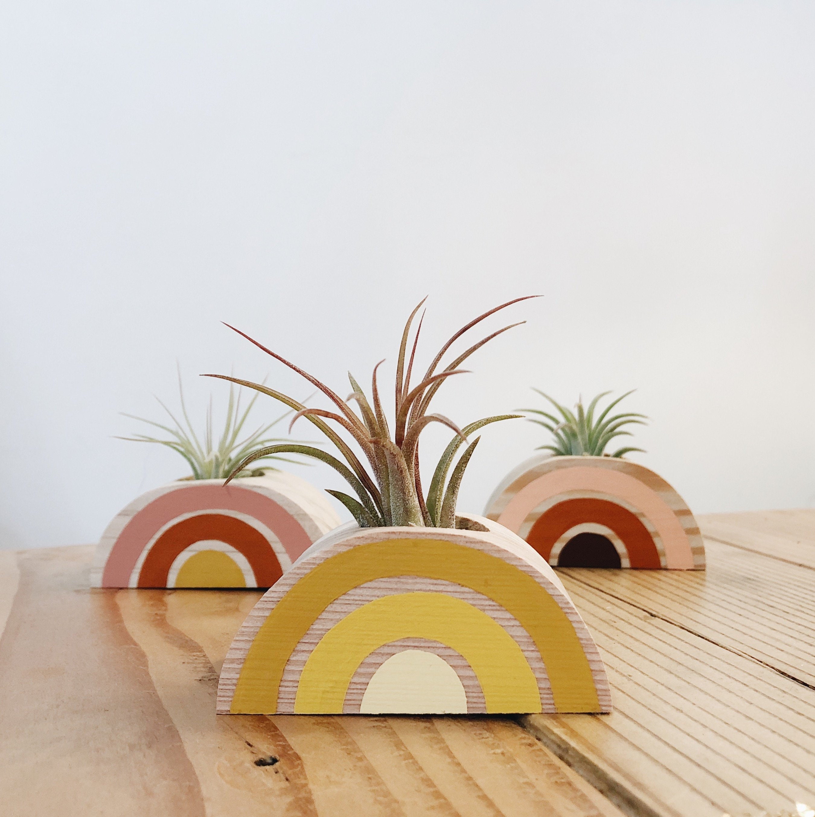 Rainbow Air Plant Holder w/ Air Plant (no magnet)