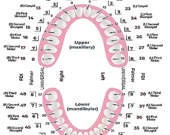 Tabla de dientes 8 x 10 Descarga digital