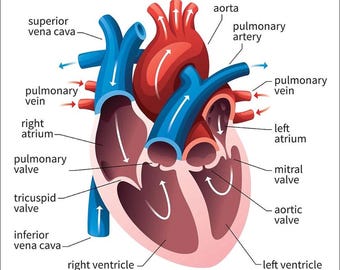 Gráfico del corazón humano 8 x 10 Descarga digital