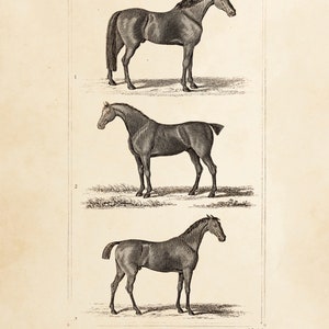 Vintage Horse Illustration - Digital Download