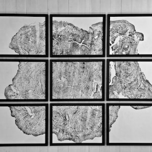 Set of 9 prints, Tree ring art, Maple Tree, Tree ring prints, Gallery wall art,
