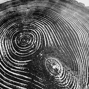 May include: Black and white close-up image of a tree trunk cross-section, showing the concentric rings of growth.