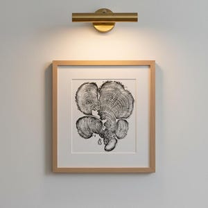 Anillos del arbol, impression de Cedar