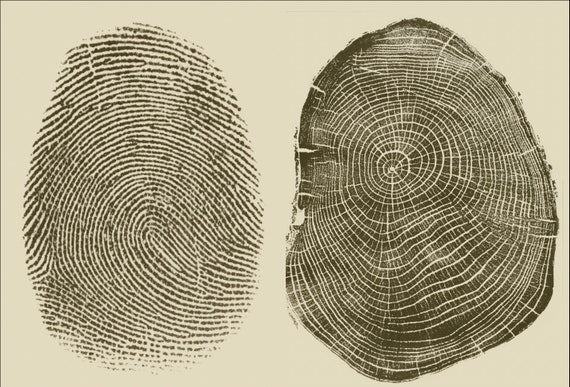 Personalize your fingerprint tree ring art, fingerprint art, tree ring print, human nature, nature lover gift, memorial gifts, honor gifts