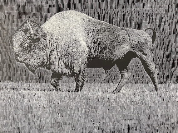 Etching of a Buffalo, 18x24 inch giclee print, Buffalo art, Yellowstone Bison, Bison art, Yellowstone bison art, Etching by Erik Linton