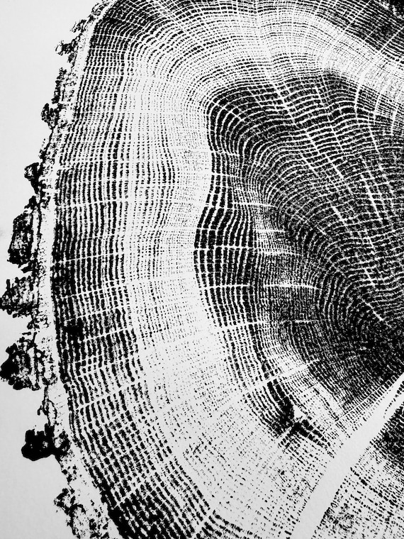 Indiana Oak Tree, Original Tree Ring Print, Signed by artist