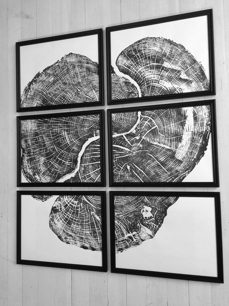 Set of six, Pennsylvania wall art, Maple Tree, Sugar Maple, Tree ring print, Live edge wood wall art image 2