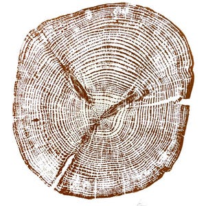 Alaska Cedar, Alaska Art, Denali, Shabby Tree, Tree Ring Print, Forager