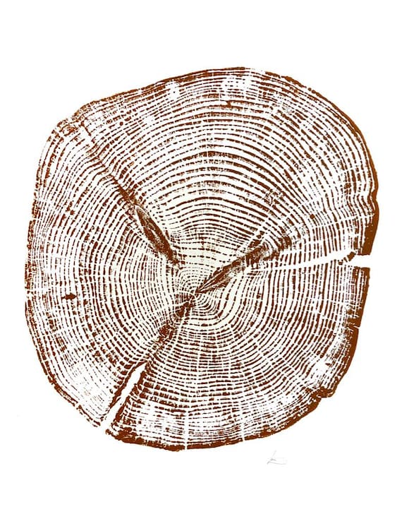Alaska Cedar, Alaska Art, Denali, Shabby Tree, Tree Ring Print, Forager