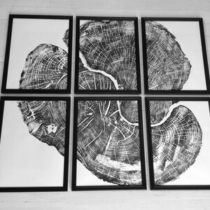 Set of six, Pennsylvania wall art, Maple Tree, Sugar Maple, Tree ring print, Live edge wood wall art image 3