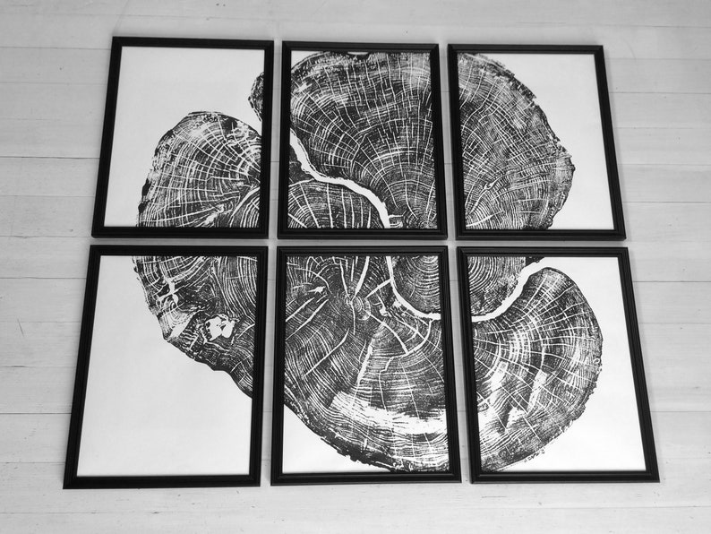 Set of six, Pennsylvania wall art, Maple Tree, Sugar Maple, Tree ring print, Live edge wood wall art image 3