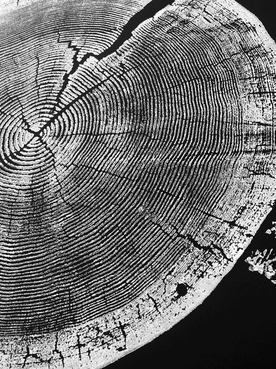 Crater Lake Pine tree print, black paper white ink, Crater Lake Oregon, Tree Ring Print