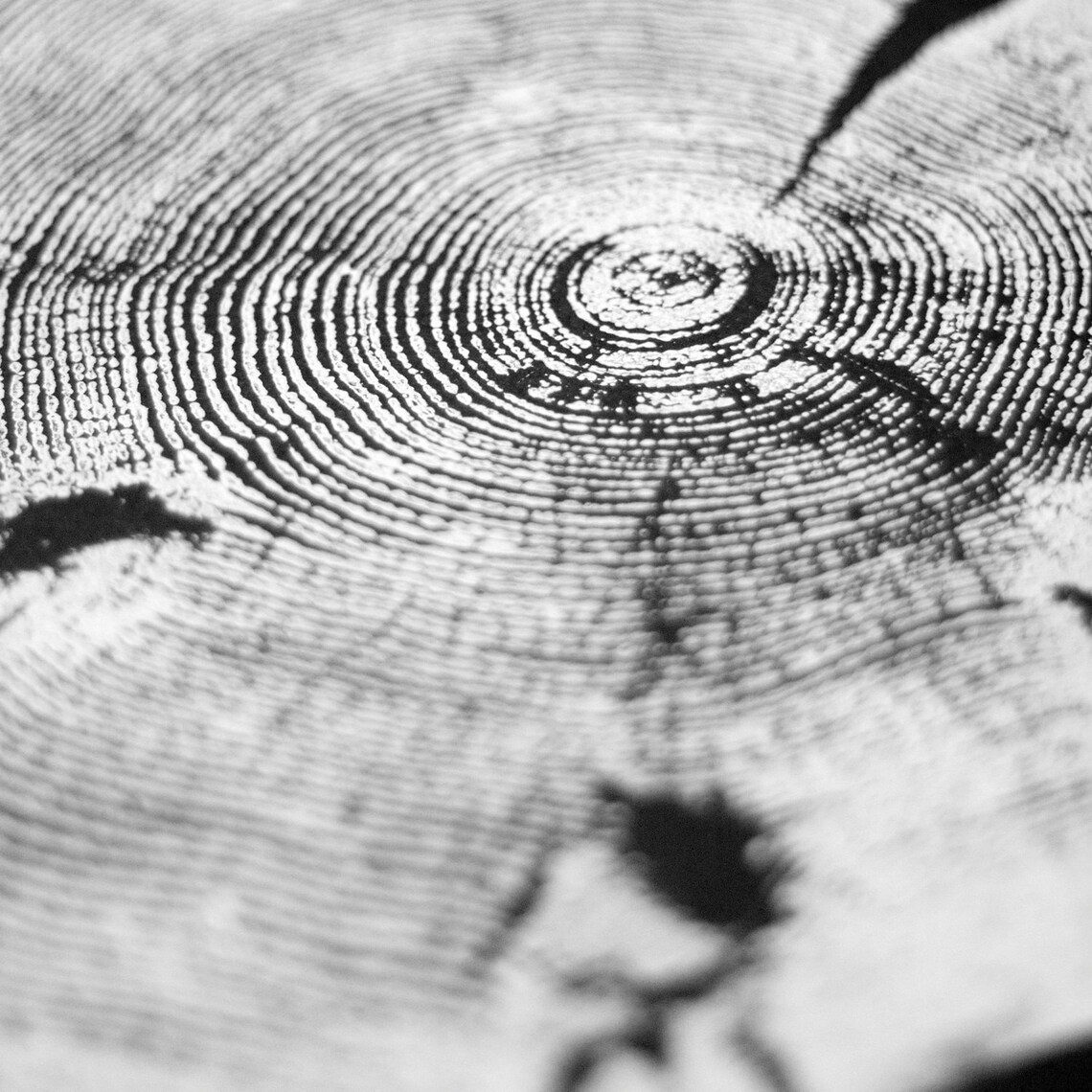Tree Ring Art Print Art for the Office Tree Ring Pattern Etsy