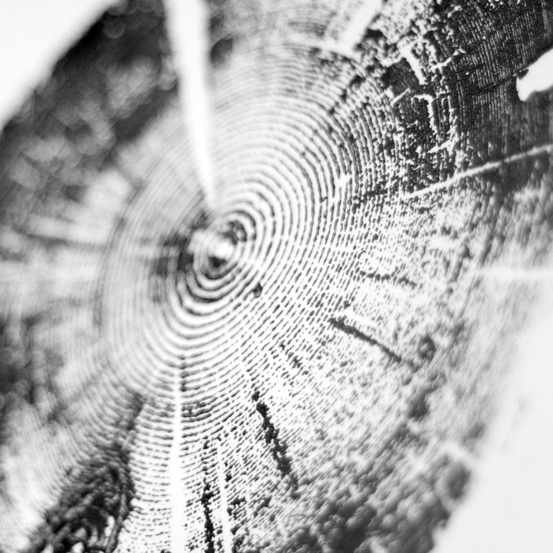May include: A close-up of a tree trunk with concentric rings, showing the growth pattern of the wood.