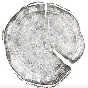 Op de afbeelding: Een close-up van een dwarsdoorsnede van een boomstam, die de groeiringen laat zien. Het hout is lichtbruin van kleur en de ringen zijn donkerbruin. De textuur van het hout is ruw en onregelmatig.