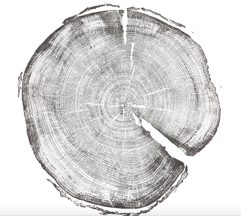 Op de afbeelding: Een close-up van een dwarsdoorsnede van een boomstam, die de groeiringen laat zien. Het hout is lichtbruin van kleur en de ringen zijn donkerbruin. De textuur van het hout is ruw en onregelmatig.