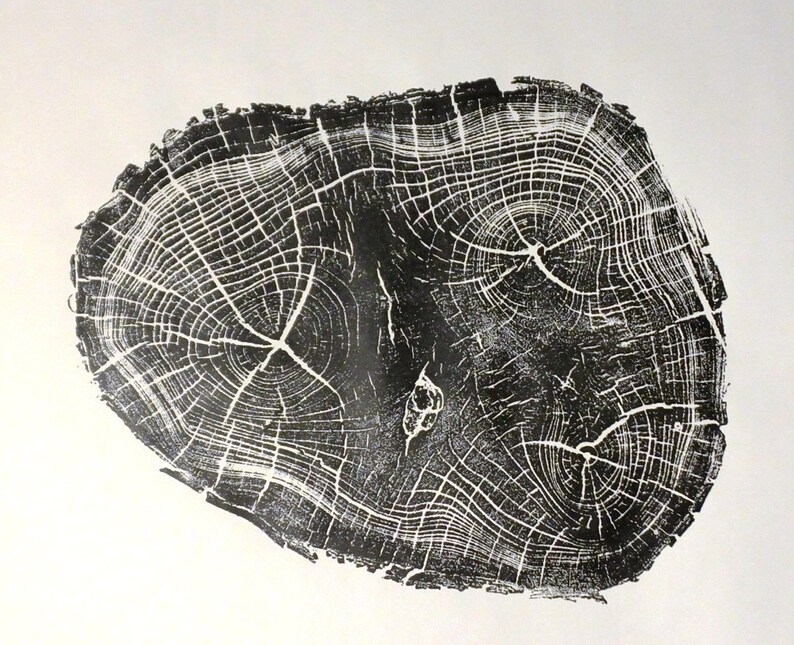 Locust Tree, Tree Anatomy, Botanical tree print, real tree stump art, Black Locust Tree, woodcut print, Tree stump print, Tree ring wall art image 8