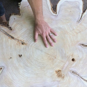 May include: A close-up of a large, light-colored wood slice with a hand resting on the center. The wood has a unique grain pattern and several knots.