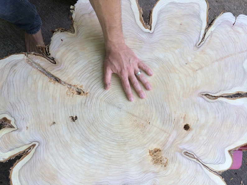 May include: A close-up of a large, light-colored wood slice with a hand resting on the center. The wood has a unique grain pattern and several knots.
