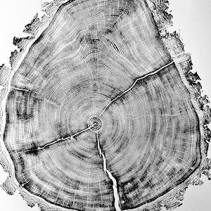 Pode incluir: Imagem em preto e branco de close-up de uma seção transversal de um tronco de árvore, mostrando os anéis e uma rachadura na madeira.