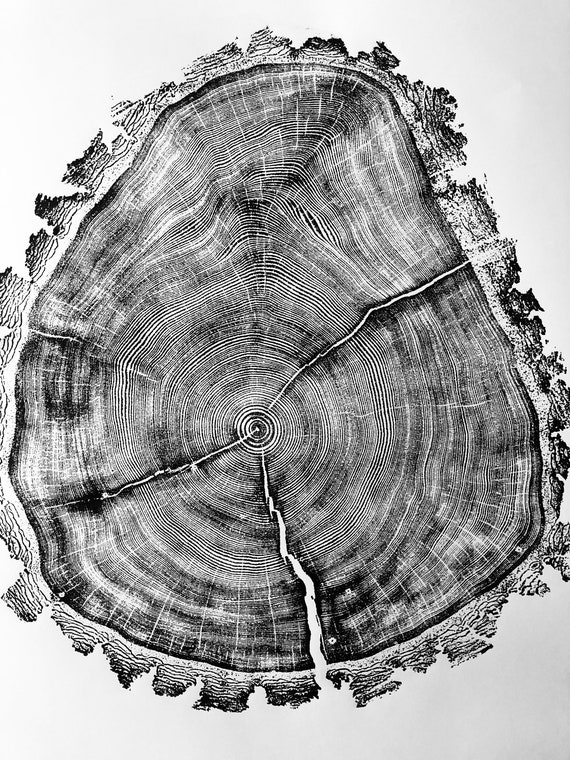 Handmade Tree Ring Print: Utah Wood Slice Art, Signed 24x36
