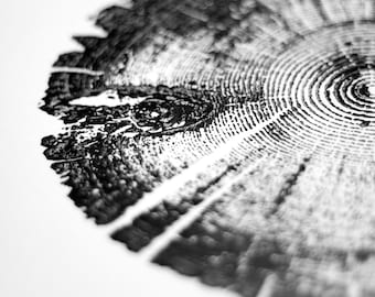 Tree Ring Print, Utah Art, Lodge Pole Pine, Tree Blocks, Biology Gifts, Wood Burning Art, 18x24, Signed Original