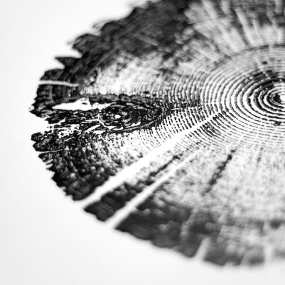 Tree Ring Print, Utah Art, Lodge Pole Pine, Tree Blocks, Biology Gifts, Wood Burning Art, 18x24, Signed Original