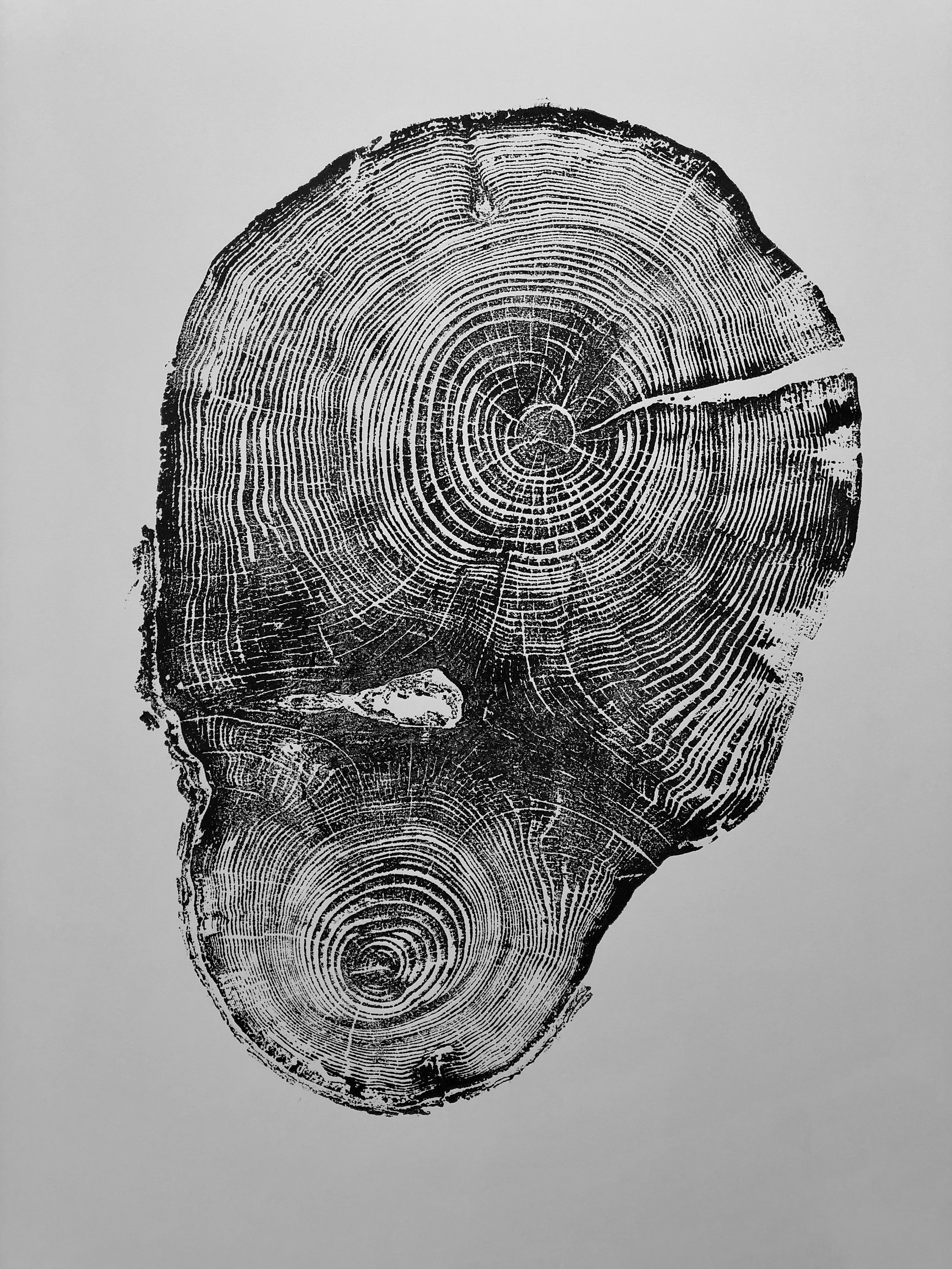 Tree Stump Art Prints, Set of Four Large 24x36 inch Tree Ring Prints ...