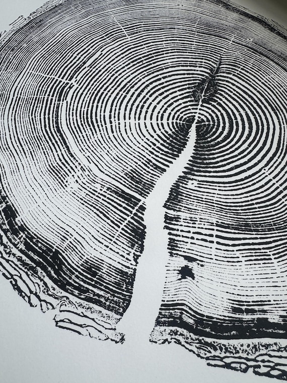 White Pine Tree Ring Print – Taylor County, Wisconsin – 18x24 Original Signed Woodcut