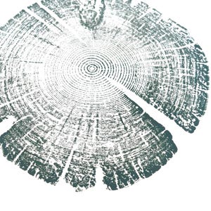 Tree Ring Print, Utah Art, Lodge Pole Pine, Tree Blocks, Biology Gifts, Wood Burning Art, 18x24, Signed Original Sage Green