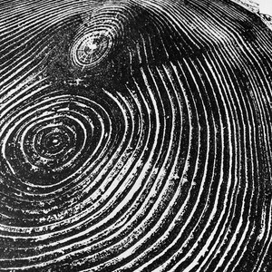 May include: Black and white close-up of a tree trunk cross-section, showing concentric rings and a knot.