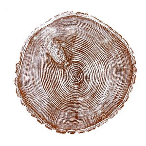 Maine Print, Forestcore art, Balm of Gilead, Tree ring print, Maine Poster, Arcadia, Arborist, Forestry, Live Edge wood, Signed original Brown