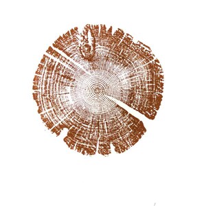 Tree Ring Print, Utah Art, Lodge Pole Pine, Tree Blocks, Biology Gifts, Wood Burning Art, 18x24, Signed Original Brown