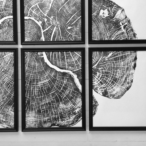Set of six, Pennsylvania wall art, Maple Tree, Sugar Maple, Tree ring print, Live edge wood wall art