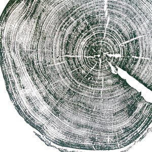 Utah-kunst, Uinta-gebergte, Forestcore-kunst Boomringprint, houtsnedeprint, boomringkunst, plakjes natuurlijk hout, origineel gesigneerd 18 x 24 inch Sage Green