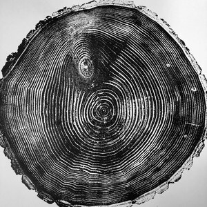 May include: Black and white print of a tree trunk cross-section, showing the rings of growth. The print has a rough, textured edge.