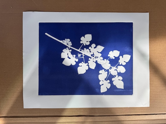 Botanical Plate: Collected Mulberry Branch, Original Monoprint 18x24 inches, Signed original, one of one