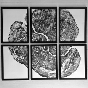 Set of six, Pennsylvania wall art, Maple Tree, Sugar Maple, Tree ring print, Live edge wood wall art image 5