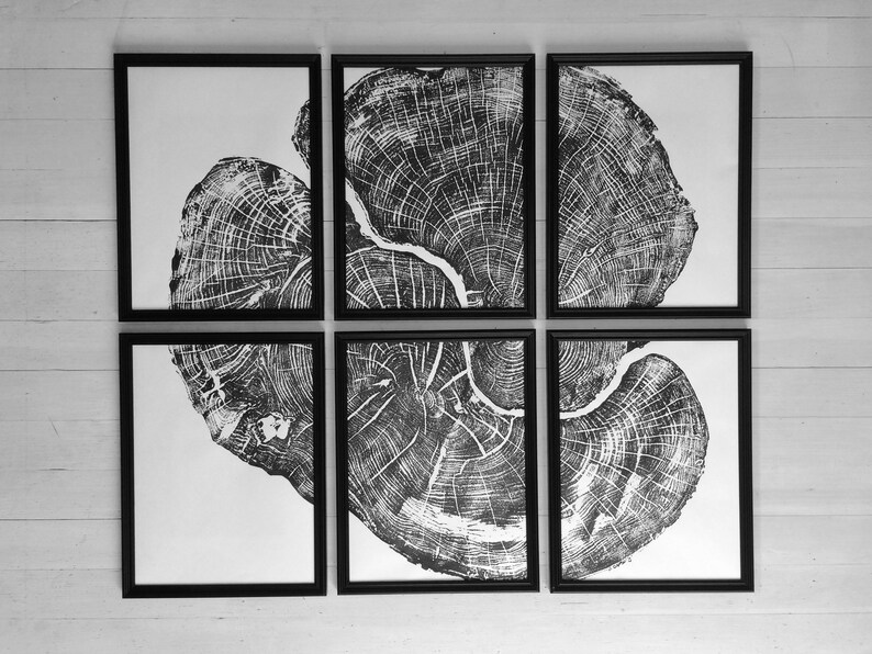 Set of six, Pennsylvania wall art, Maple Tree, Sugar Maple, Tree ring print, Live edge wood wall art image 5