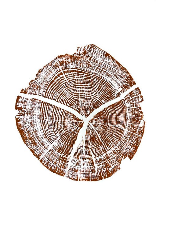 Walden Pond, Boston MA, New England Art, Natural Wood Slices, Rare house plants, Wilderness Art, Biology Art